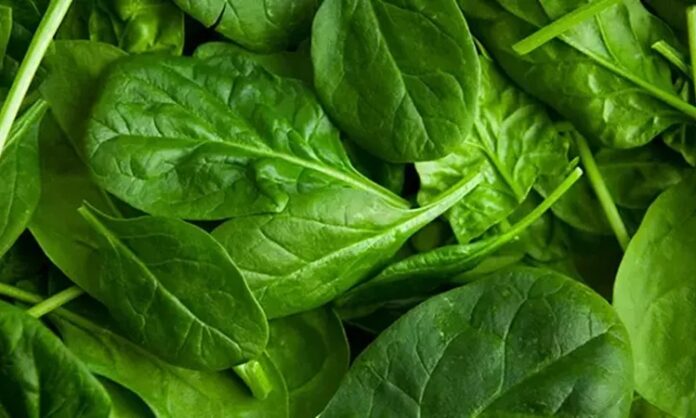 Günümüzde beslenme alışkanlıklarının yeniden şekillenmesiyle birlikte sofralarda daha doğal ve taze ürünlere yer açılıyor. Bu dönüşümün en önemli unsurlarından biri olan yeşil yapraklı sebzeler, hem geleneksel mutfağın vazgeçilmezleri arasında yer alıyor hem de modern beslenme anlayışının temel taşlarından biri olarak görülüyor. Pazarlarda, manavlarda ve market raflarında her mevsim farklı çeşitleriyle karşımıza çıkan bu sebzeler, günlük beslenme düzeninde giderek daha fazla tercih ediliyor. Konulu bir haber görseli.